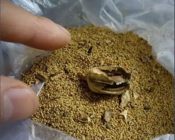 罌粟粉是由罌粟殼磨成粉狀而製成，而罌粟殼含有嗎啡、可待因、罌粟碱、蒂巴因、那可汀等物質，長期使用會對神經系統造成損害，可能慢性中毒，危險甚至會致命。（翻攝baike）