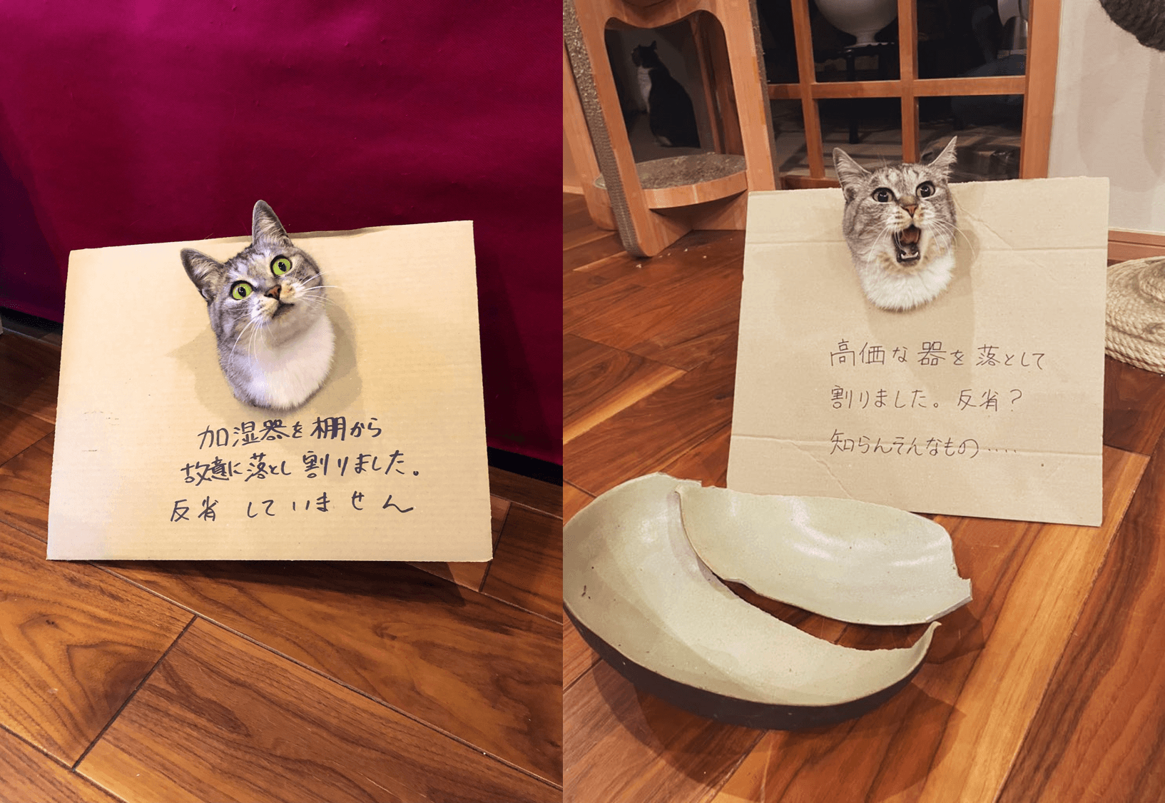 兩姊妹一直以來都是破懷王，飼主曾在牠們脖子掛上紙板寫上罪狀，貌似處刑檢討，但兩貓的表情完全沒有要反省的意思。（圖片翻攝推特@kokonananya）