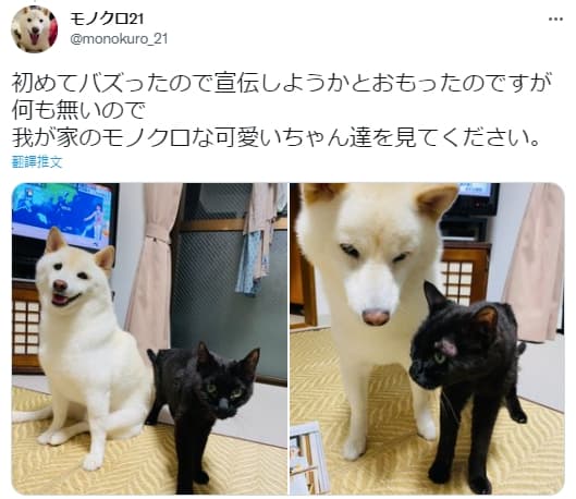因為意外爆紅獲得熱烈的迴響，飼主也回文分享家中飼養的黑白兩毛寵，白柴阿健與黑貓AGI可愛合體照。（圖片翻攝推特@UhJRkb57Yk7Sjbl）