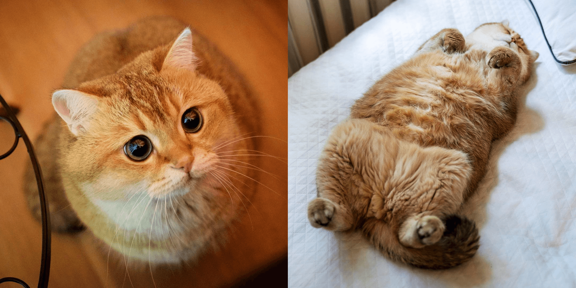 在IG擁有近兩百萬粉絲的Hosico，常以許多超萌的表情與行為療癒網友，也被說很像迪士尼動畫的「鞋貓劍客」與「加菲貓」。（圖片翻攝IG@hosico_cat）