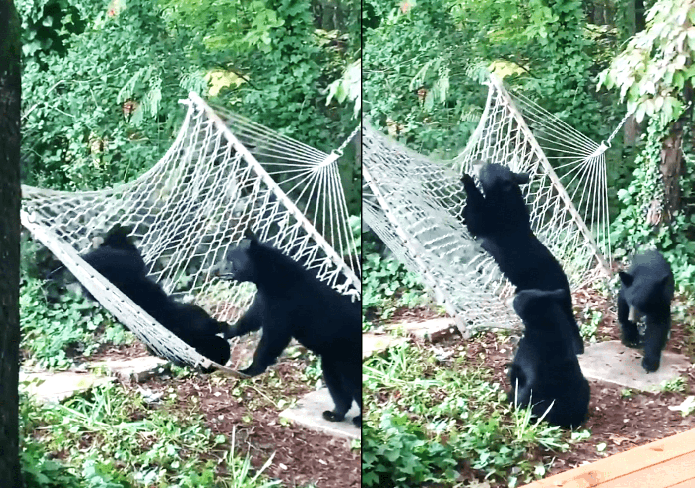 原本是其中一隻小熊安穩躺在吊床上，因為另一隻也想上吊床，卻把吊床弄翻害牠滾落，無辜小熊還呆坐在地上先傻眼了一下，網友都對牠最表同情。（翻攝推特@ABC）