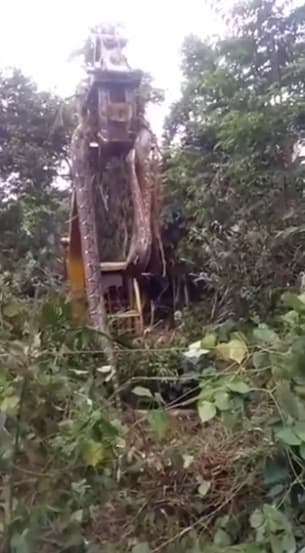 體型巨大的蟒蛇出沒後,被當地機關派人動用挖土機移除。(翻攝Susanta Nanda IFS推特)