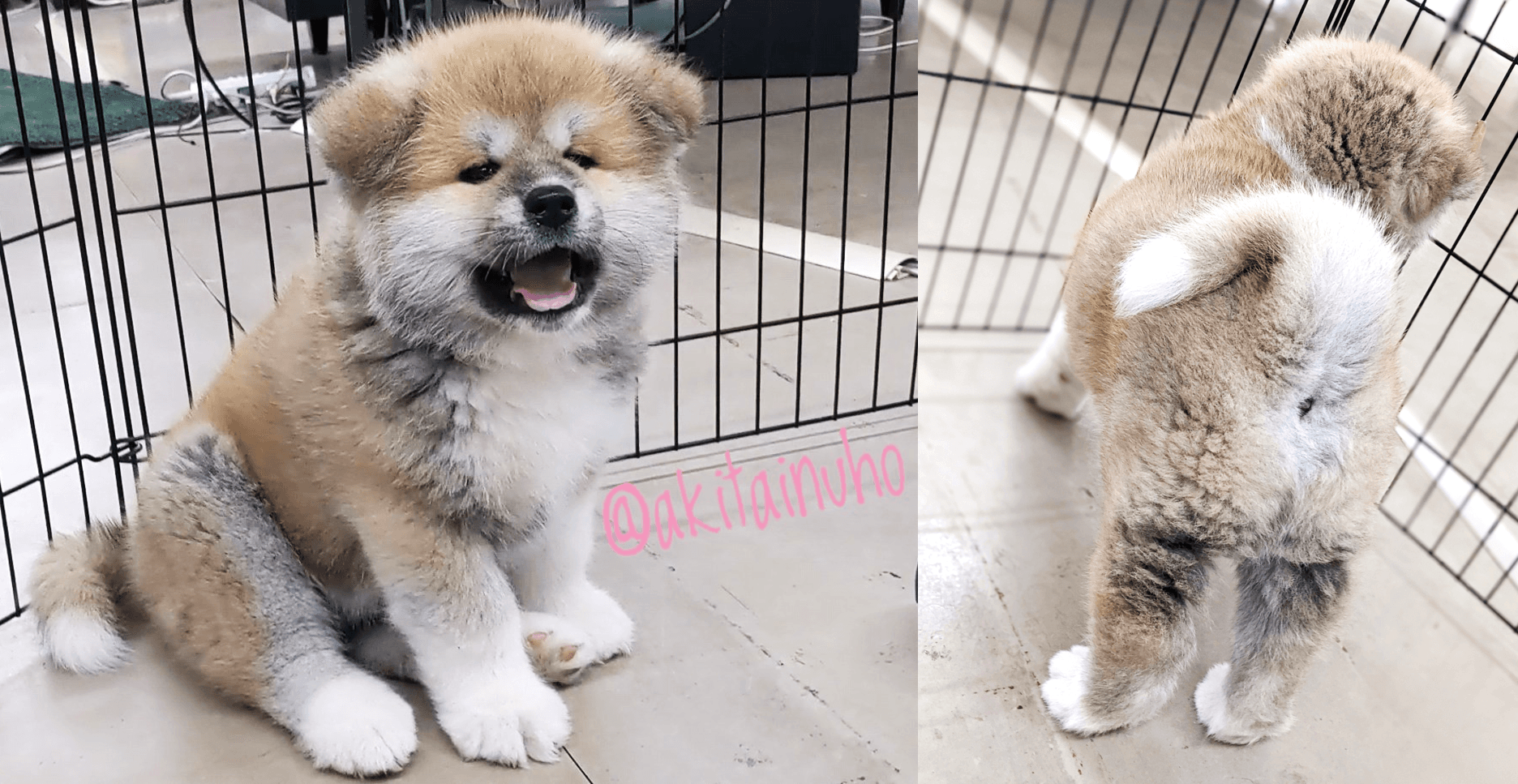 位在日本秋田縣的《秋田犬會館》，除了是秋田犬博物館外，館內也飼育許多秋田犬，剛出生不久的幼犬有時會出現在館內，極受遊客關注。（翻攝推特＠akitainuho）