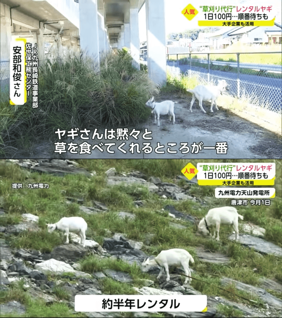 除了私人農地果園會租用山羊除草，日本一些公共事業如鐵路、電力公司也會請山羊來除雜草。安靜不打擾居民，遍布石塊的崎嶇坡地也能輕鬆除草。（圖片翻攝Youtube頻道サガテレビ）
