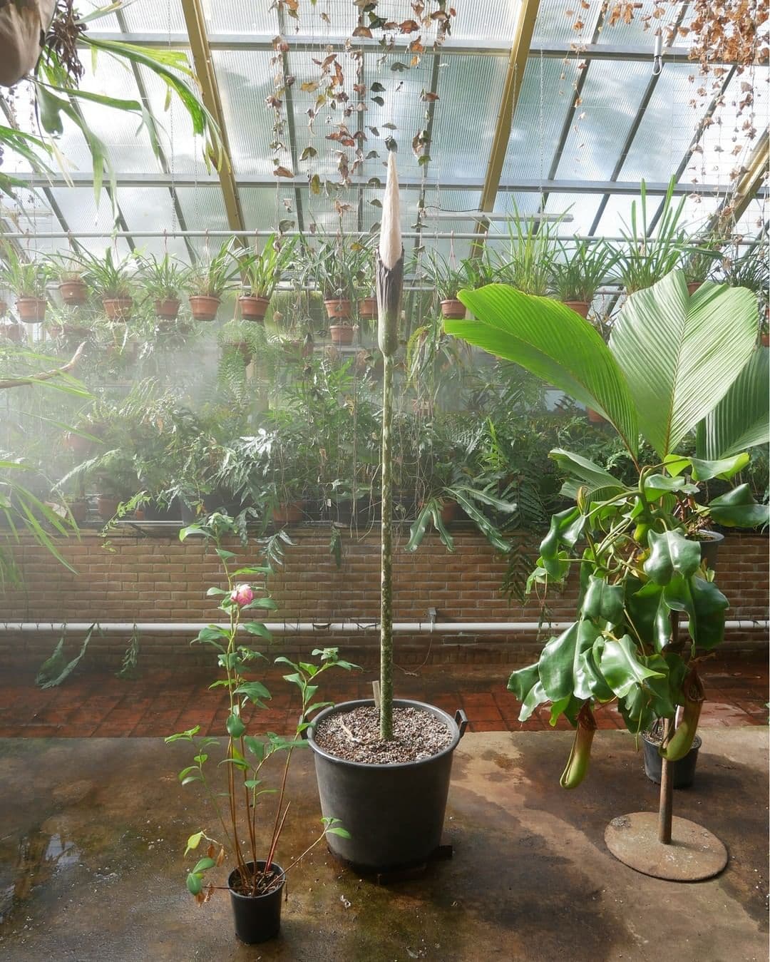 未開花前的「陰莖花」，但已可明顯看到花苞。（翻攝Leiden Hortus Botanicus IG）
