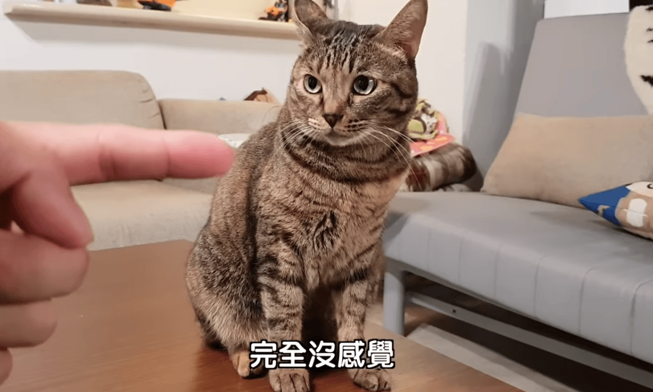 寶寶是上班不要看辦公室的團寵，人氣甚至比很多成員都高。（翻攝自上班不要看YouTube）