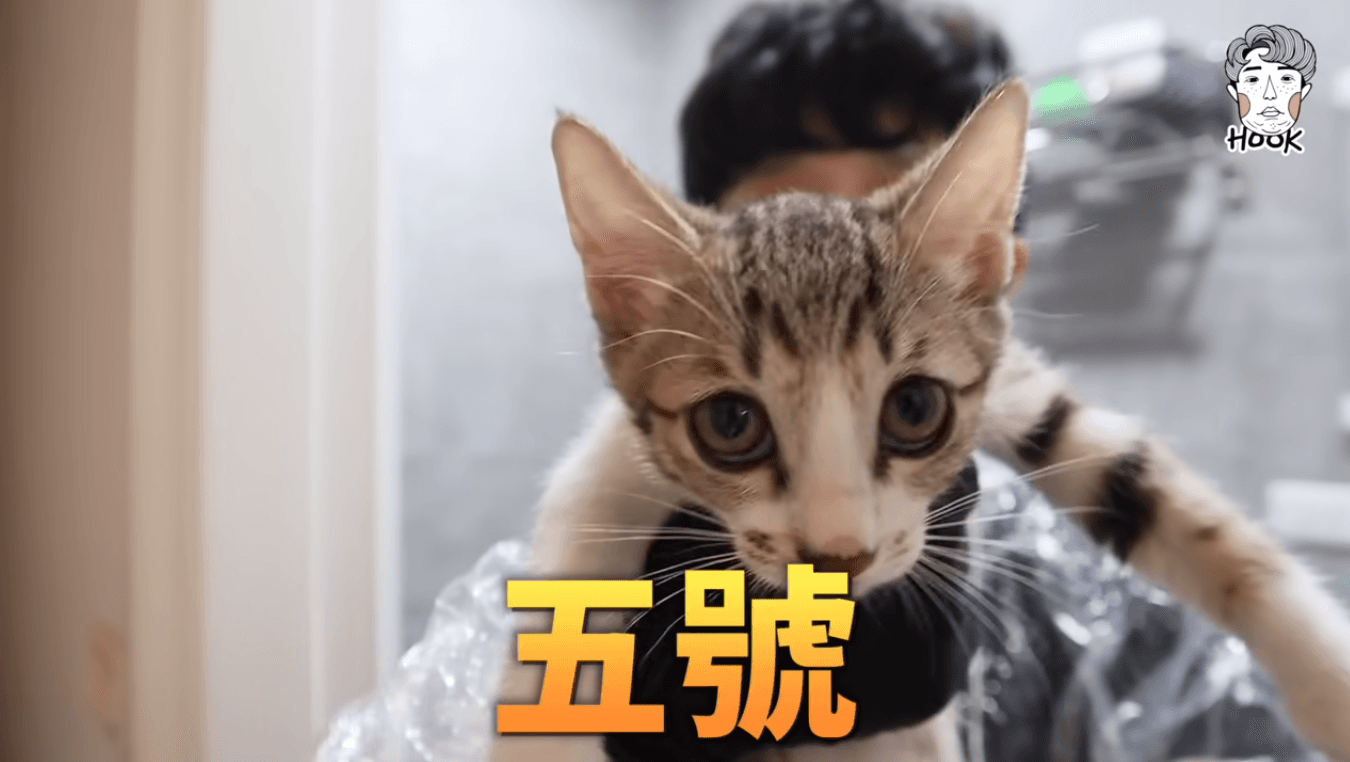 HOOK共有養2隻貓，其中五號為一隻還不滿2歲的虎斑貓。（翻攝自HOOKYouTube）