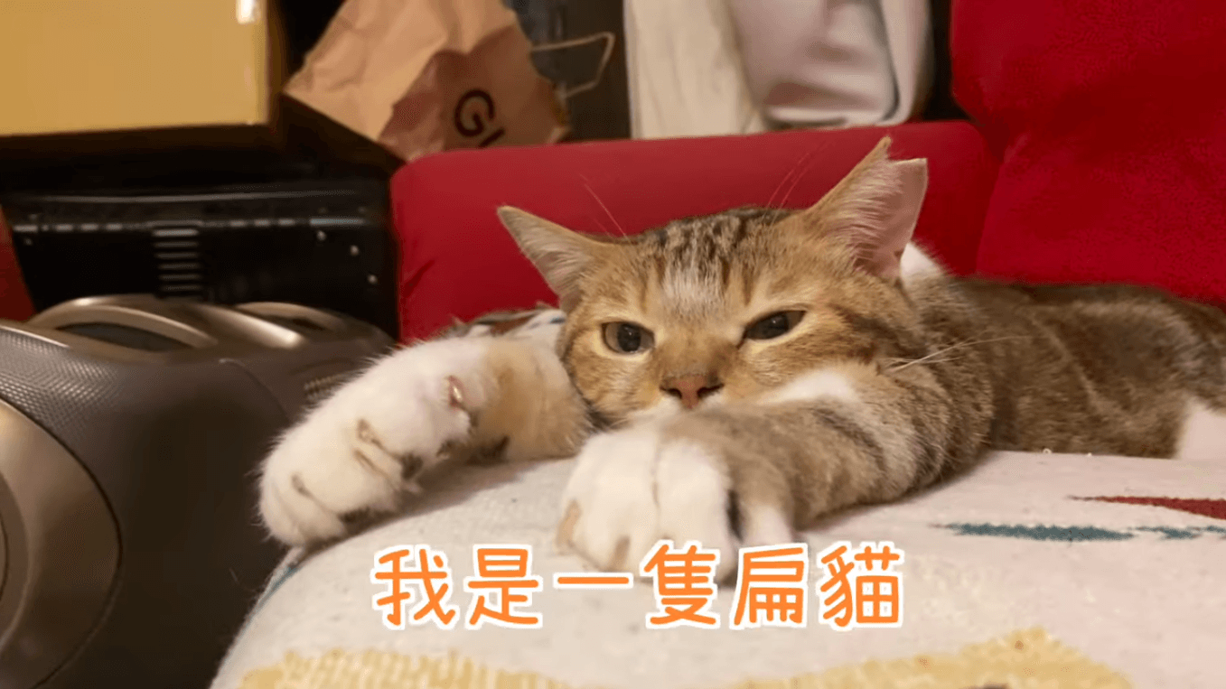 肚臍是一隻天蠍座的公貓，左耳有結紮的剪耳記號。（翻攝自肚臍是隻貓YouTube）