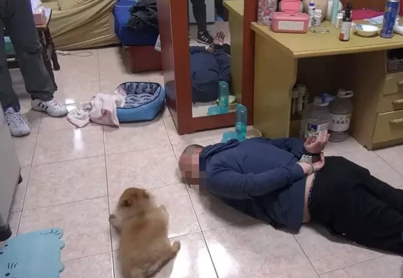 宋男飼養的松鼠博美「乖乖」可愛的趴下不敢亂動。（翻攝畫面）