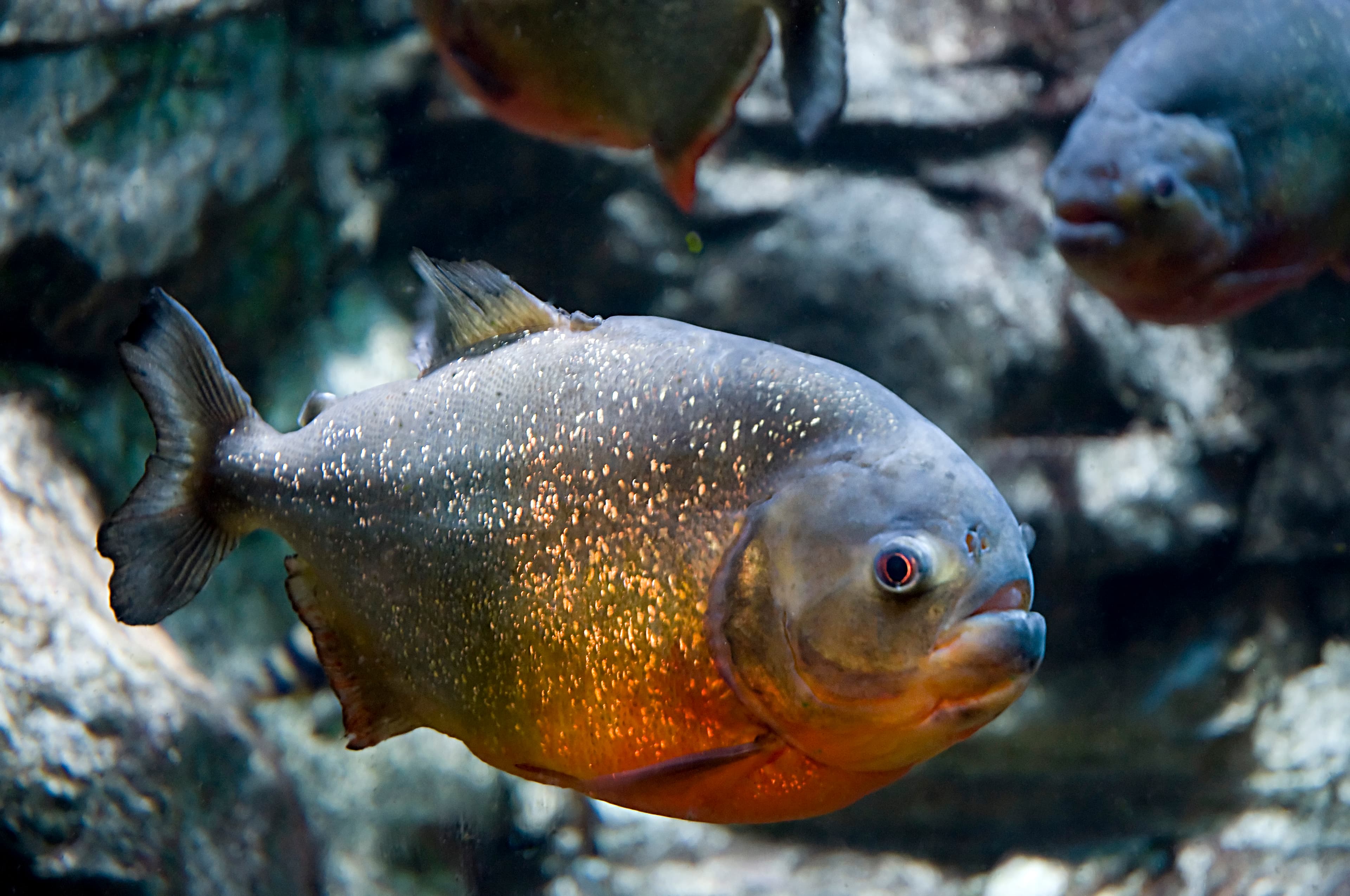 性格凶猛的食人魚大軍,已造成4人身亡。(示意圖,翻攝Pixabay)