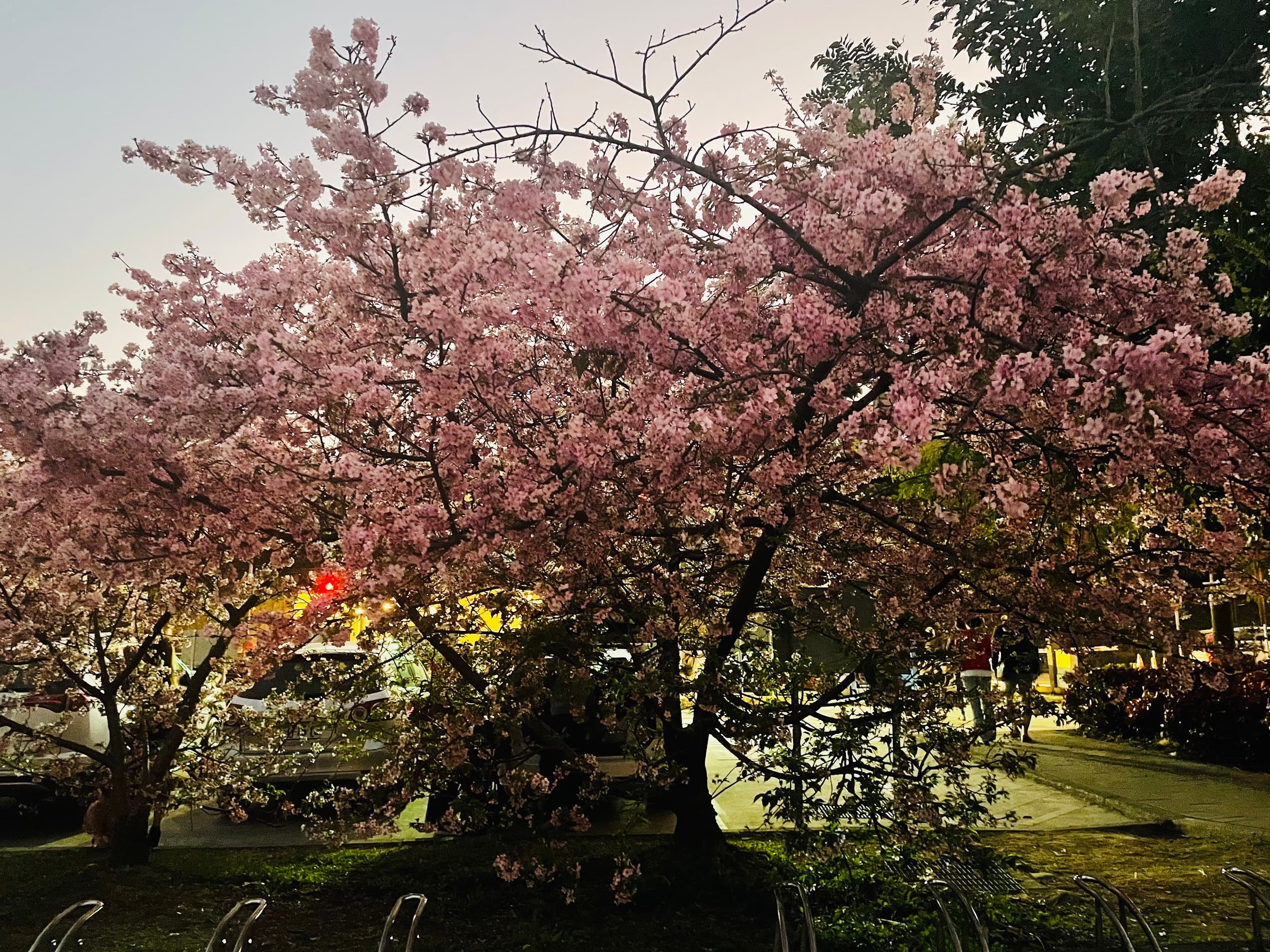新店陽光運動園區河津櫻花美景，圖為櫻花王。（新北高灘處提供）