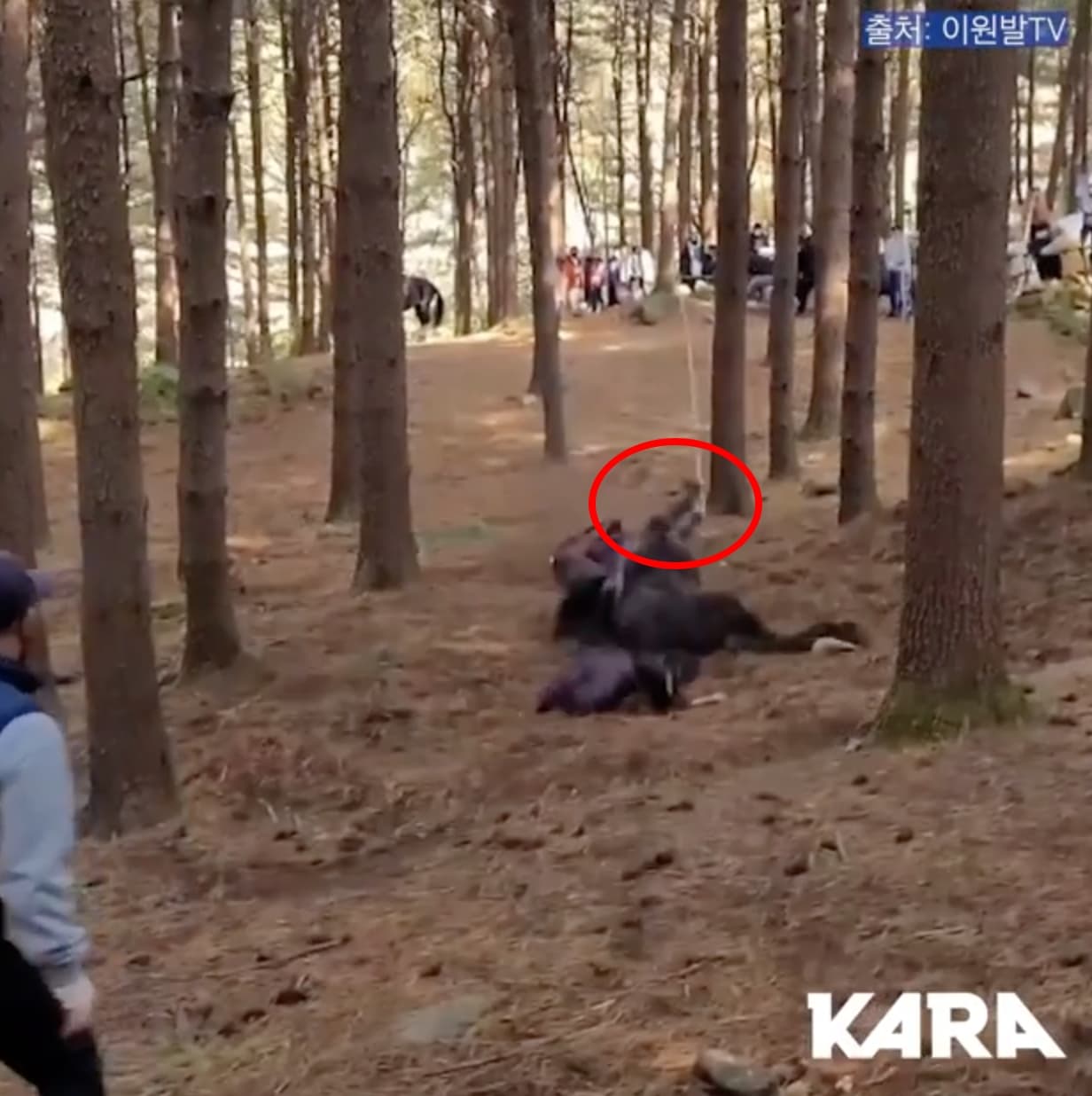 韓國Korea Animal Rights Advocates動保團體在IG公開拍攝畫面，可以看到急奔的馬匹因前肢被綁繩索，遭工作人員拉扯後摔倒在地。（截圖自影片）