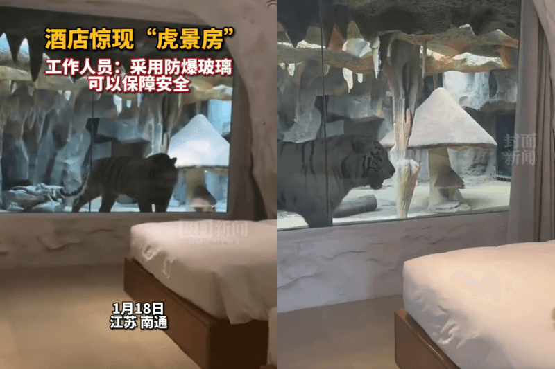 飯店推「猛獸客房」，房客透過防爆玻璃可看到老虎在窗邊來回踱步。（翻攝自微博）
