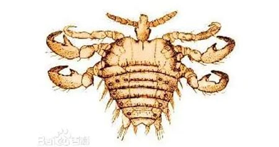 陰蝨身體扁平，遠看如同皮屑，細看則如同小螃蟹。（示意圖，翻攝自baidu.hk）