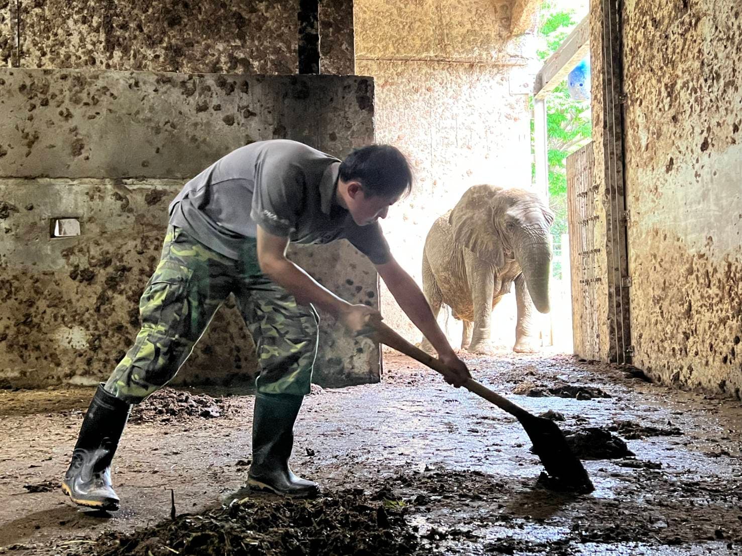 保育員林裕強每天一早就化身鏟屎官，幫忙清理阿里的房間。（壽山動物園提供）