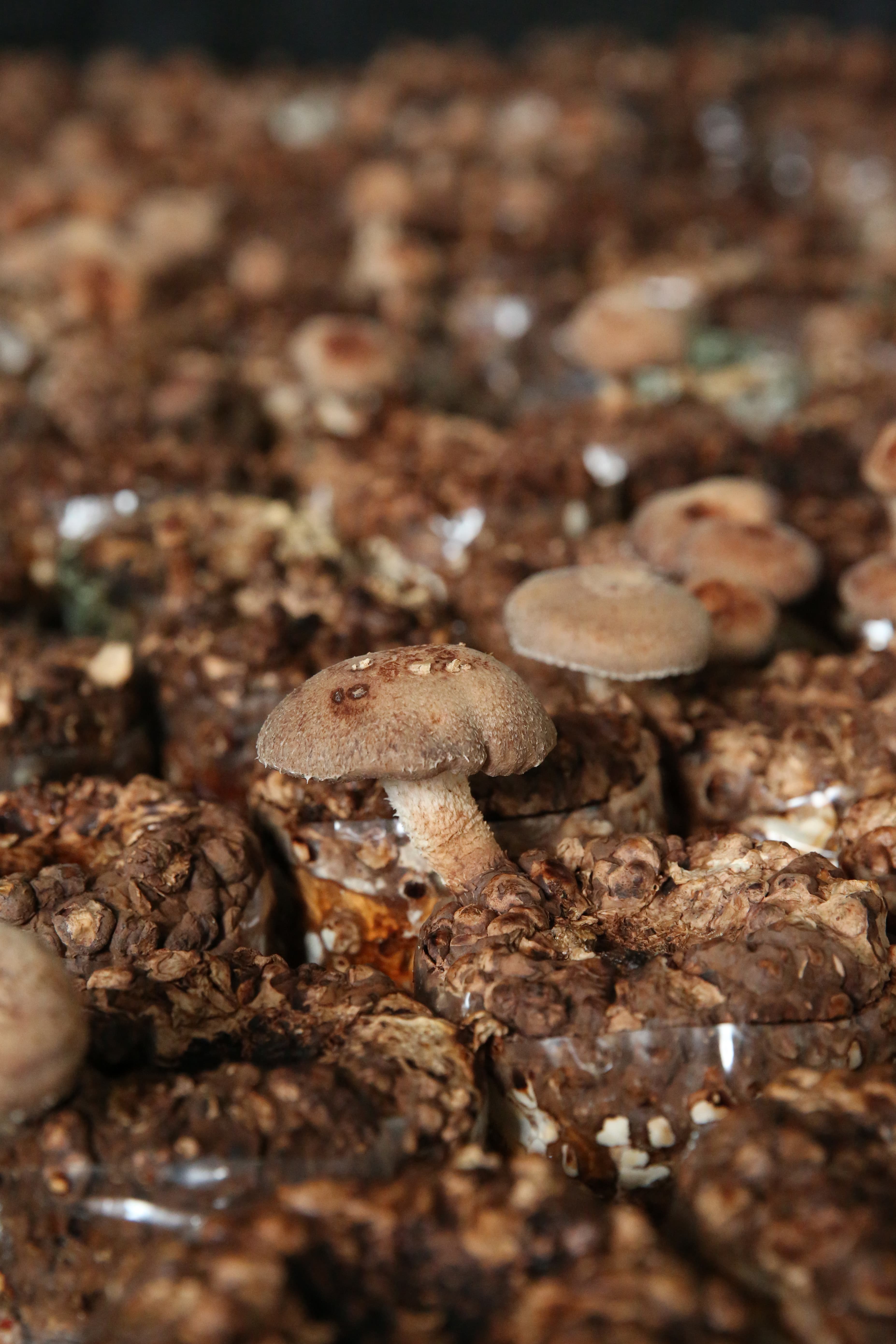 香菇除了椴木栽培，也可以長在太空包裡，玲瓏可愛。