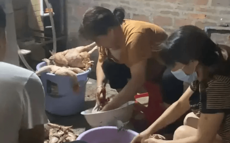 女主人一家替哈士奇收拾殘局，將這些被咬死的雞處理完後，已忙到凌晨5點。（翻攝微博）