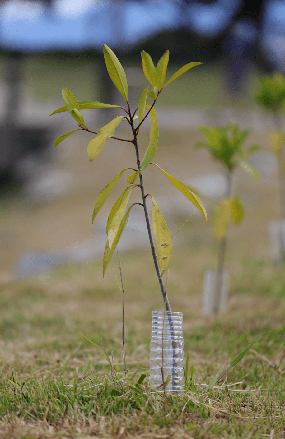 為了保育濕地生態，近幾年政府攜手地方團體，積極在湖畔植樹。