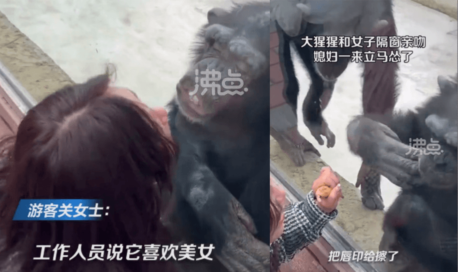 黑猩猩老婆殺到現場，沒想到原本上一秒還送飛吻的黑猩猩立刻擦嘴。（翻攝微博@沸點視頻）