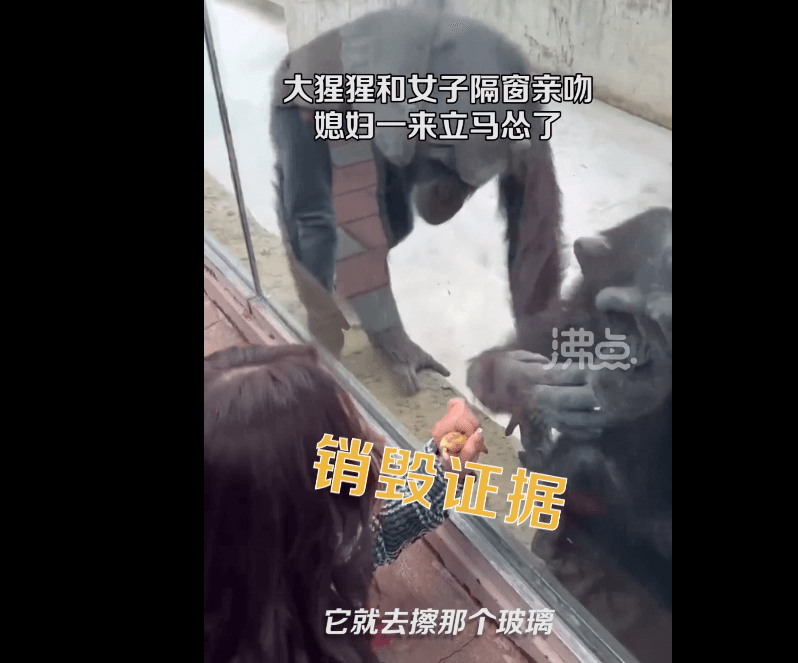 黑猩猩在老婆盯場下馬上反射性擦掉玻璃上唇印湮滅證據。（翻攝微博@沸點視頻）