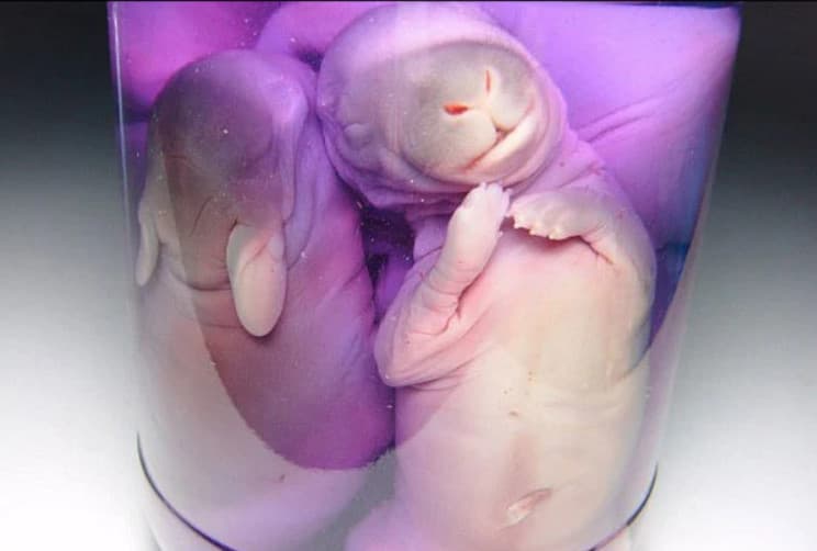 網站上還可看到一罐利用動物標本剝制術保存的死兔寶寶屍體。（翻攝自 TradeMe）