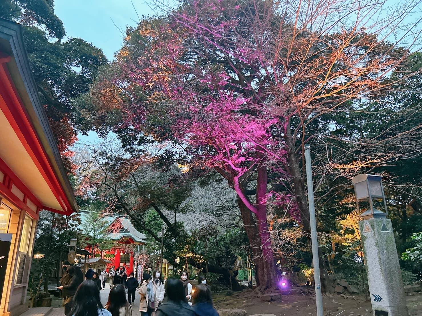 燈光展期間，晚間的江島神社會亮起彩色的燈光，如寶石一般。