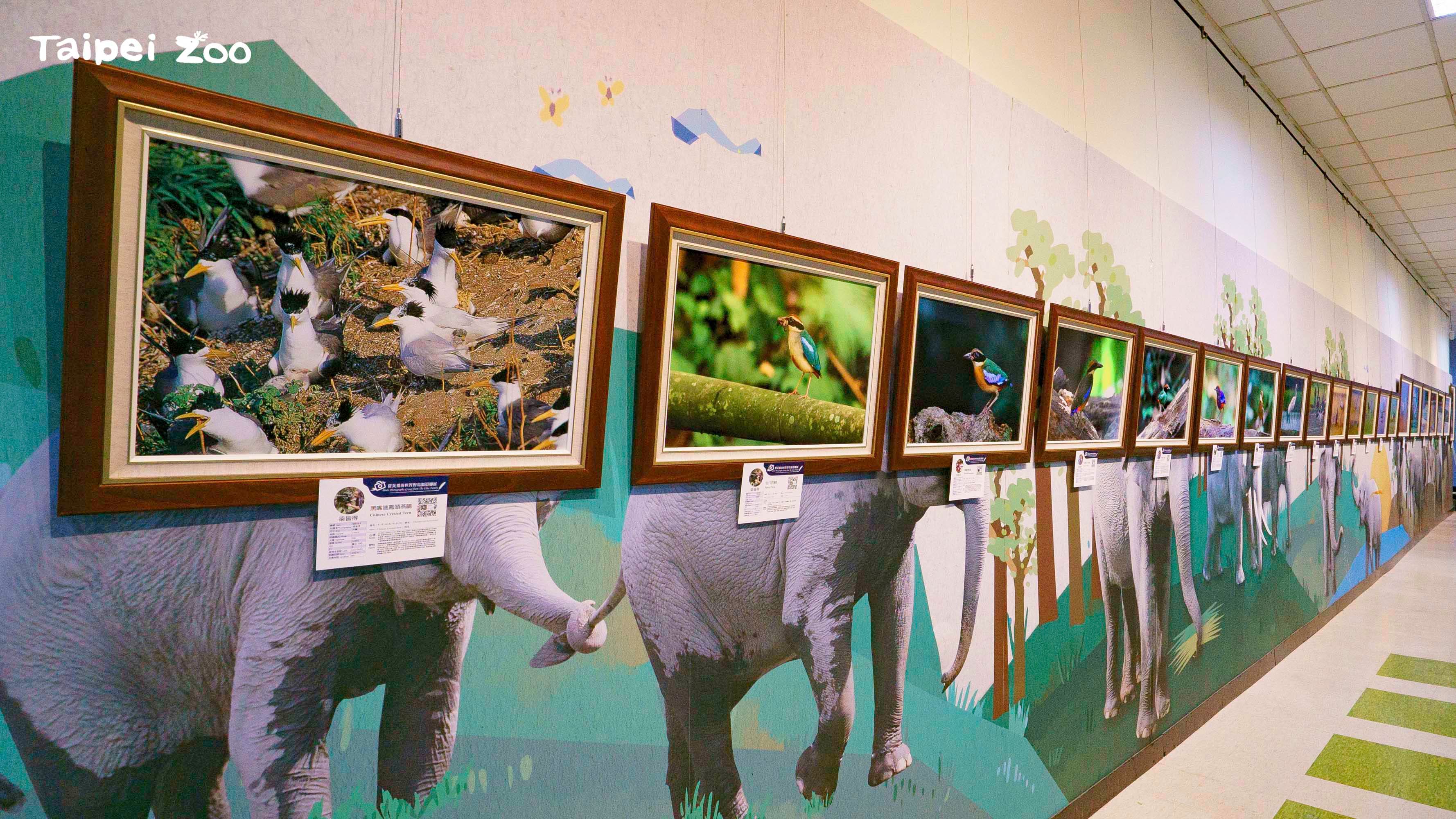 「群英飛羽世界野鳥攝影聯展」從1/11至3/8 展出。（台北市立動物園提供）