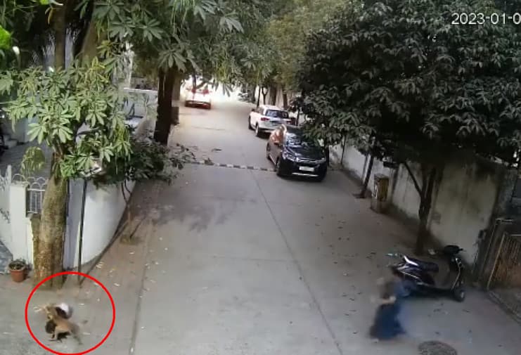 女童母親探頭發覺女兒被狗攻擊，衝出家門驅趕流浪犬。（翻攝推特@GujaratTak）