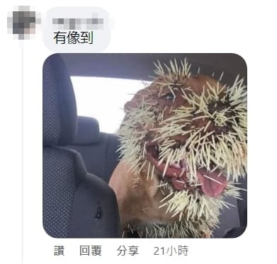 還有人認為密集的串燒很像被豪豬扎上刺的狗狗。（翻攝自臉書社團路上觀察學院）