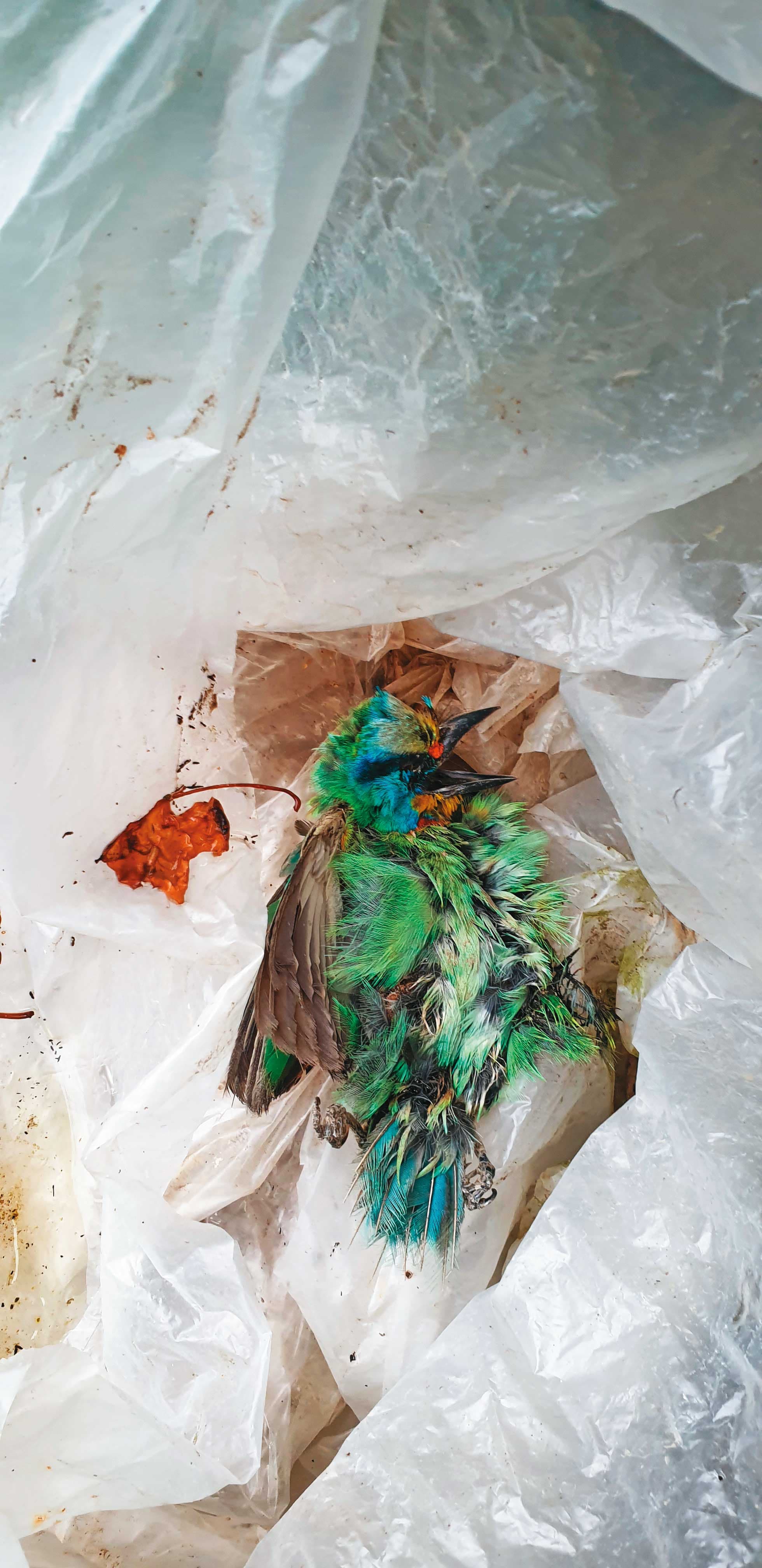 我們在翠鳥學苑外，發現五色鳥的屍體。