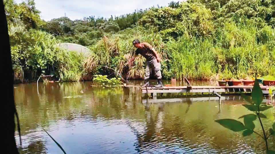 翠鳥學苑秦老闆用長竿把魚放入他安裝在水面下的小罐子裡。
