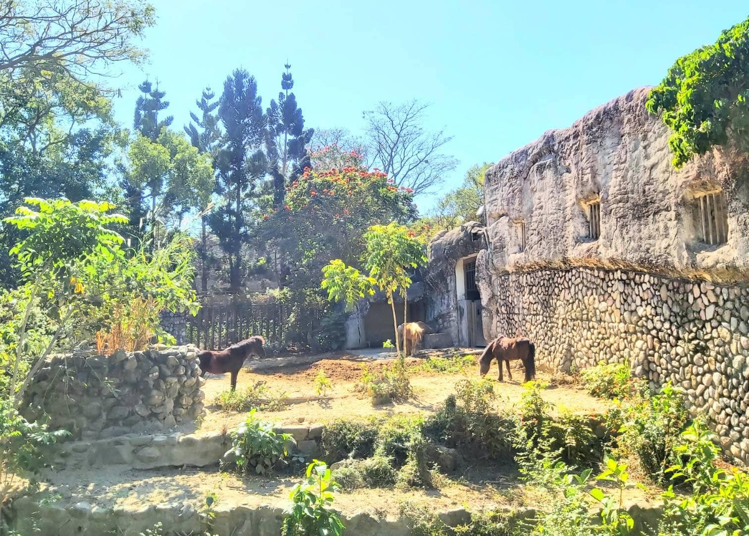 火焰木在虎山旁的迷你馬展場盛開。（翻攝自壽山動物園臉書）