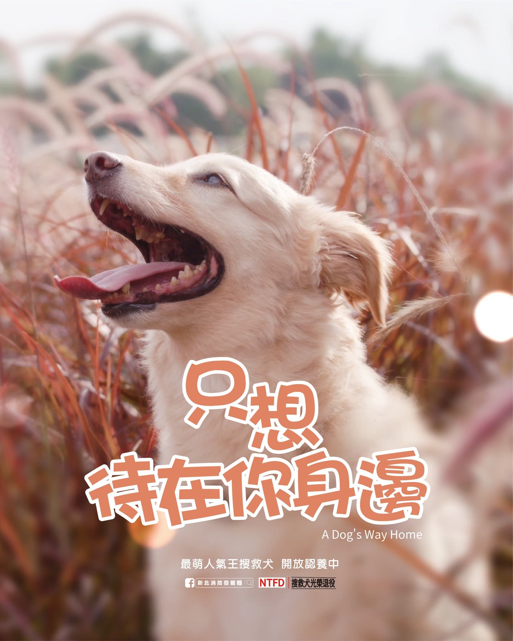 新北最萌人氣王搜救犬Snow即將光榮退役開放認養。（翻攝自新北消防發爾麵臉書）
