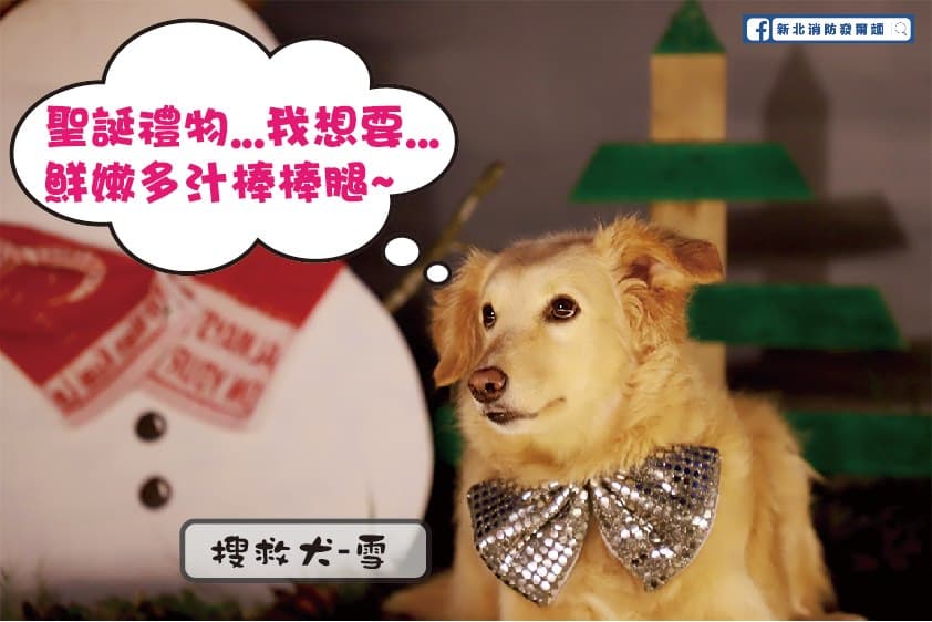 搜救犬Snow即將光榮退役開放認養，歡迎民間愛狗人士加入照顧退役搜救犬的行列。（翻攝自新北消防發爾麵臉書）