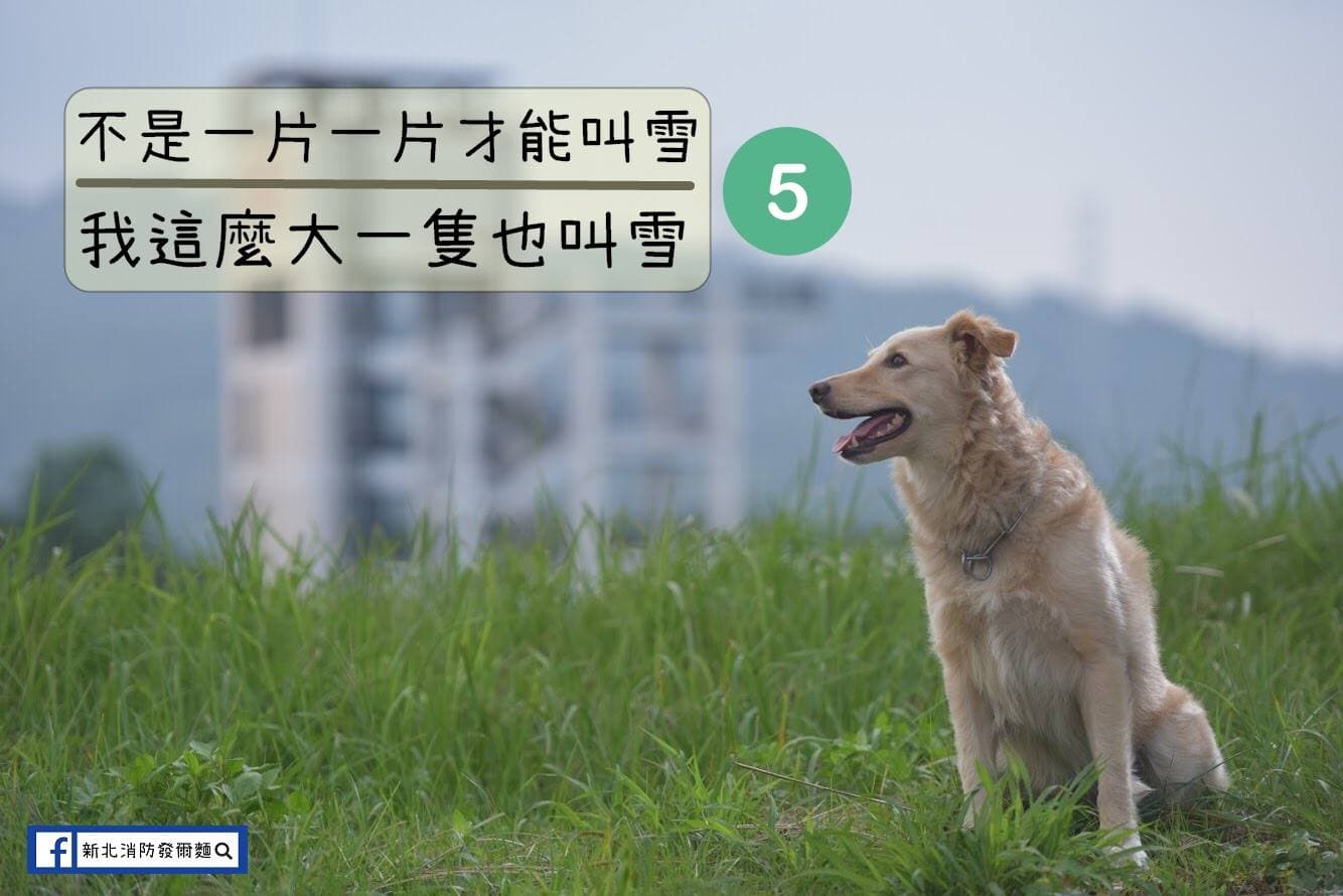 Snow（雪）屬於邊境牧羊犬及拉不拉多混種，非常愛與人互動撒嬌。（翻攝自新北消防發爾麵臉書）