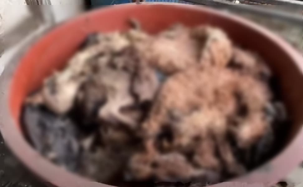 狗屍被堆置在水缸內，景象相當恐怖。（翻攝Youtube頻道「케어」）