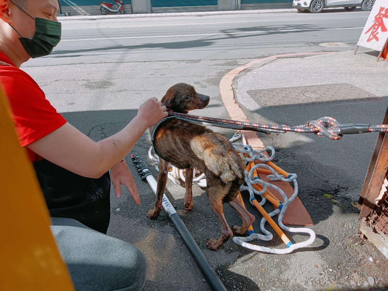 使用輔具包覆終於成功救援瘦弱犬上岸脫困。（新北動保處提供）