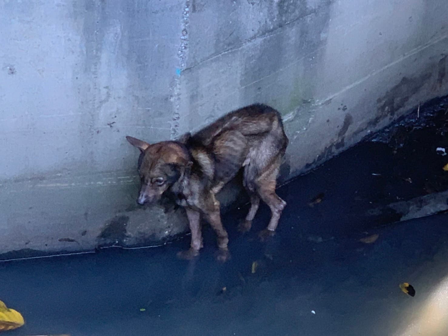 大排水圳的陡峭壁面下的瘦弱犬。（新北動保處提供）