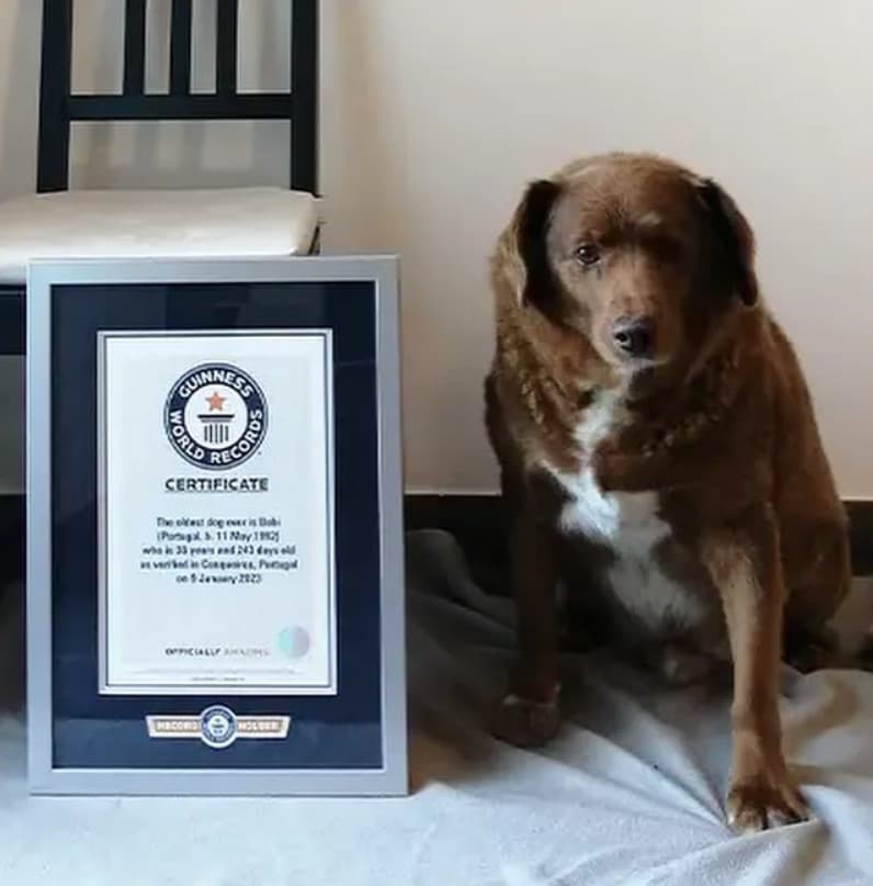 波畢現在體力和視力都衰退，常在庭院散步。（翻攝臉書粉專「Guinness World Records」）