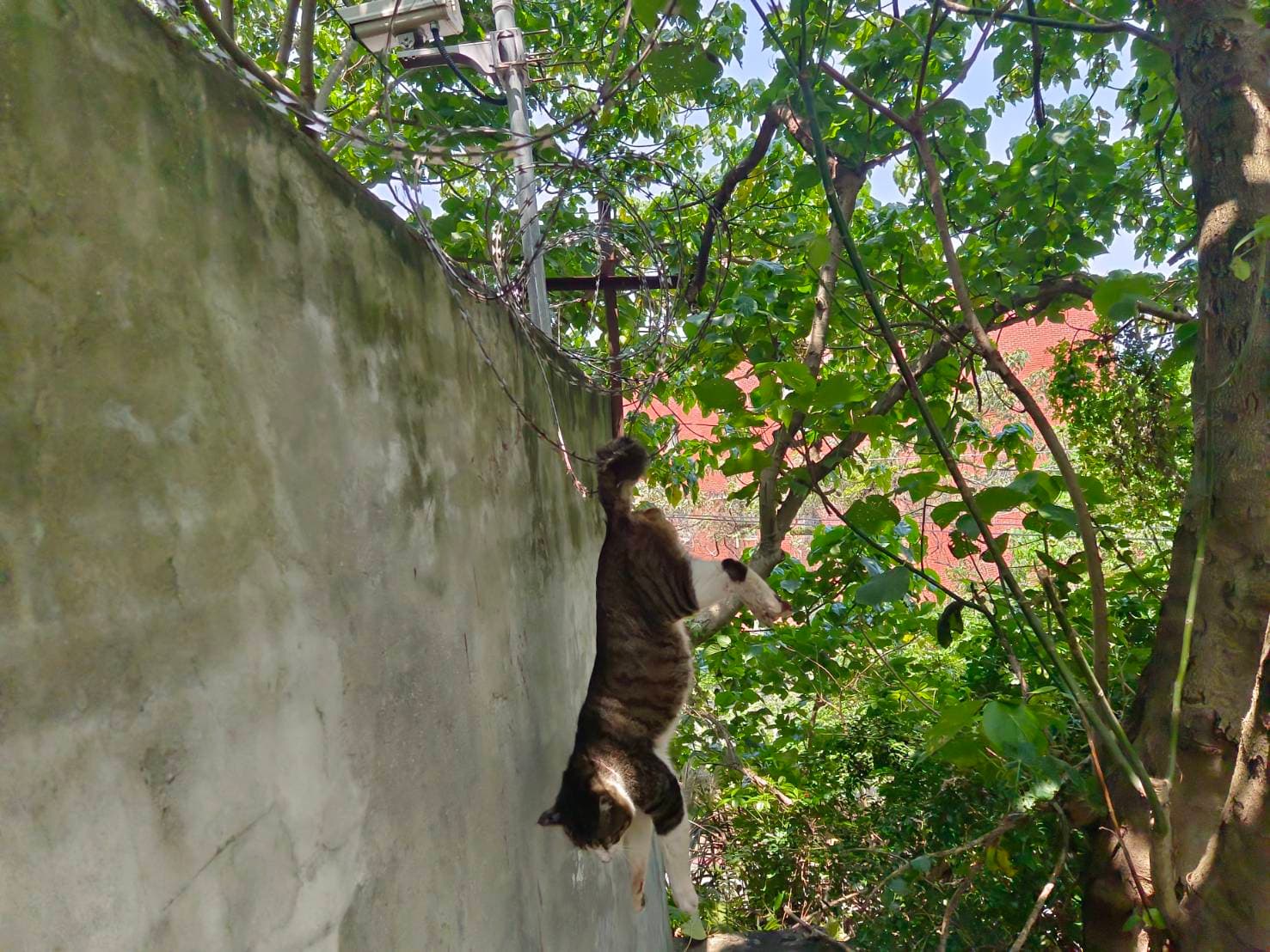尾巴勾住無法上下的胖虎斑貓。（新北動保處提供）