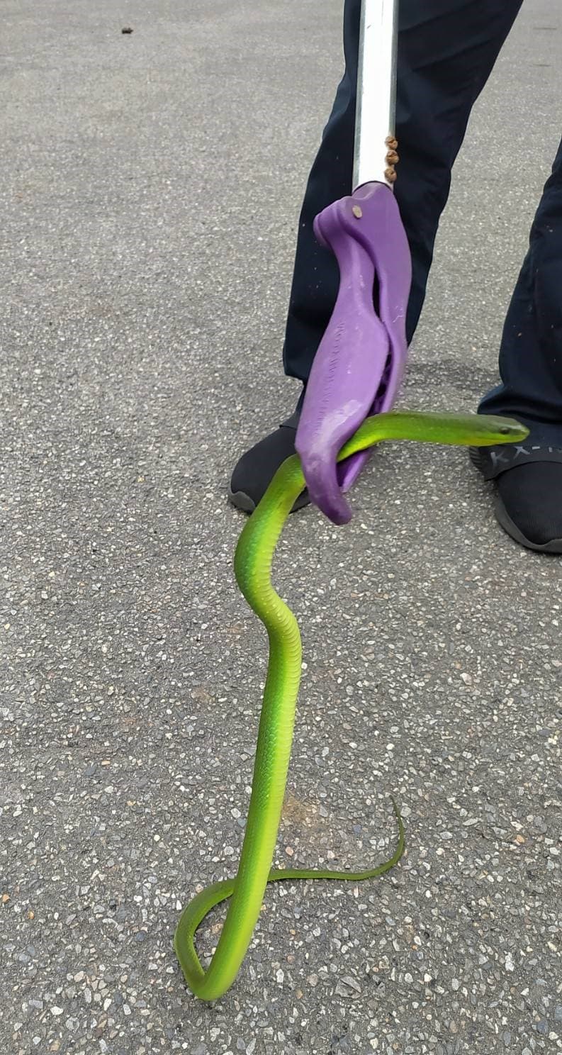動保員使用蛇夾將青蛇移籠。（新北動保處提供）