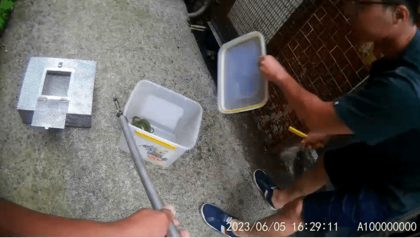 鄰居吳先生以手邊塑膠桶將青蛇裝入，等待動保處到場將青蛇移置蛇籠中。（新北動保處提供）