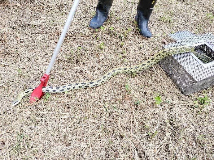 黑眉錦蛇體型較長，攀爬樹枝能力強。（新北動保處提供）