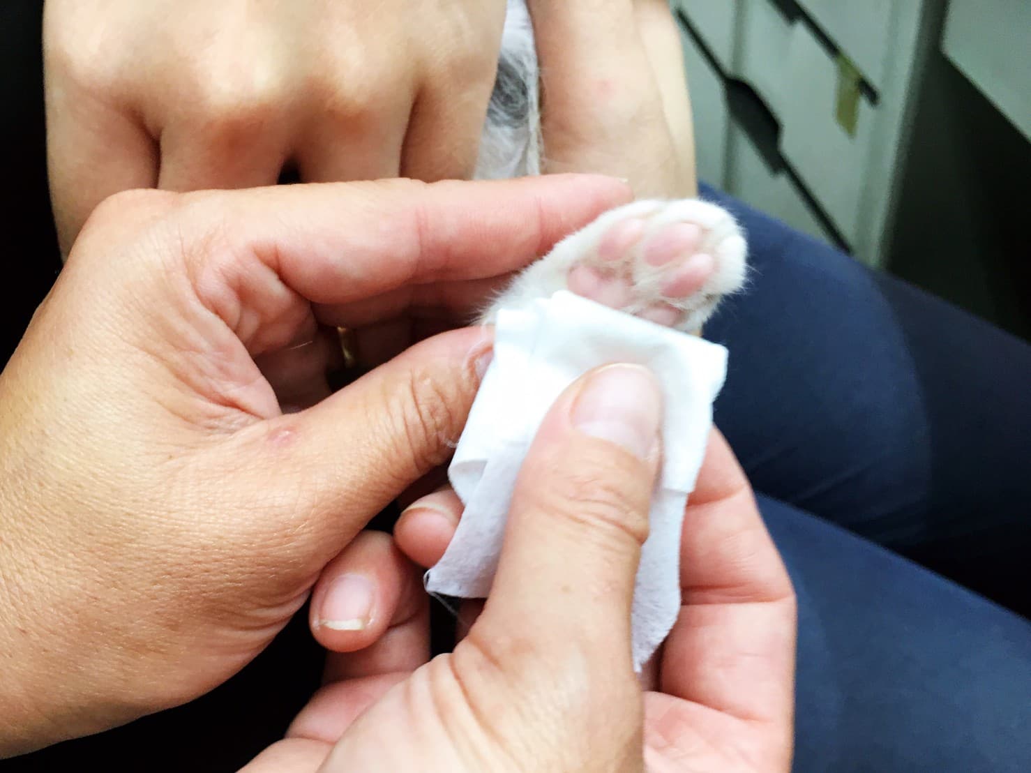 用濕毛巾或是純水紙巾擦拭毛寶貝的肉球、腹部及耳朵，透過水氣蒸發帶走身體散發出的熱量。（新北動保處提供）