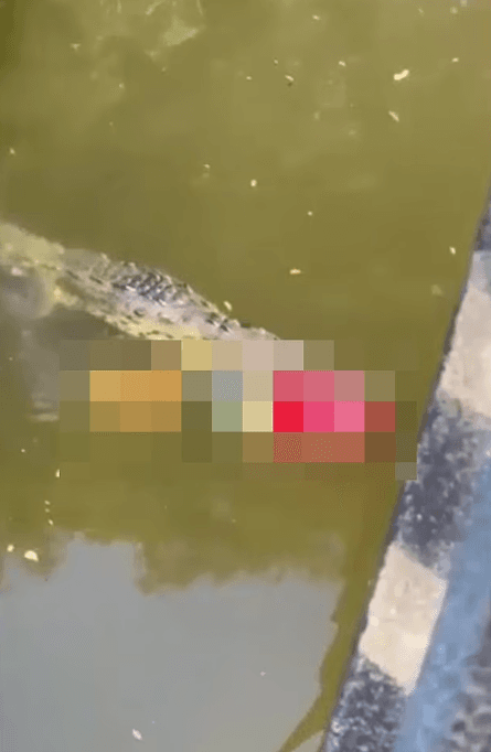 歐提茲的遺體被含在鱷魚嘴裡。（翻自《每日郵報》）
