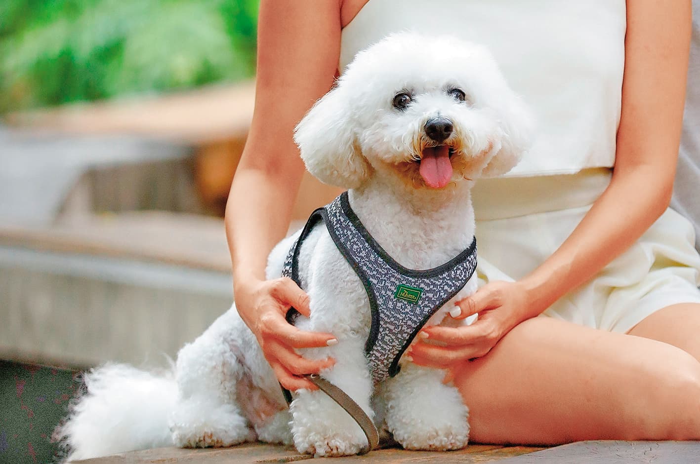 比熊犬比比今年13歲，是被繁殖場丟棄的狗狗，蔡逸帆看到收容所的領養文，便直接領養回家。
