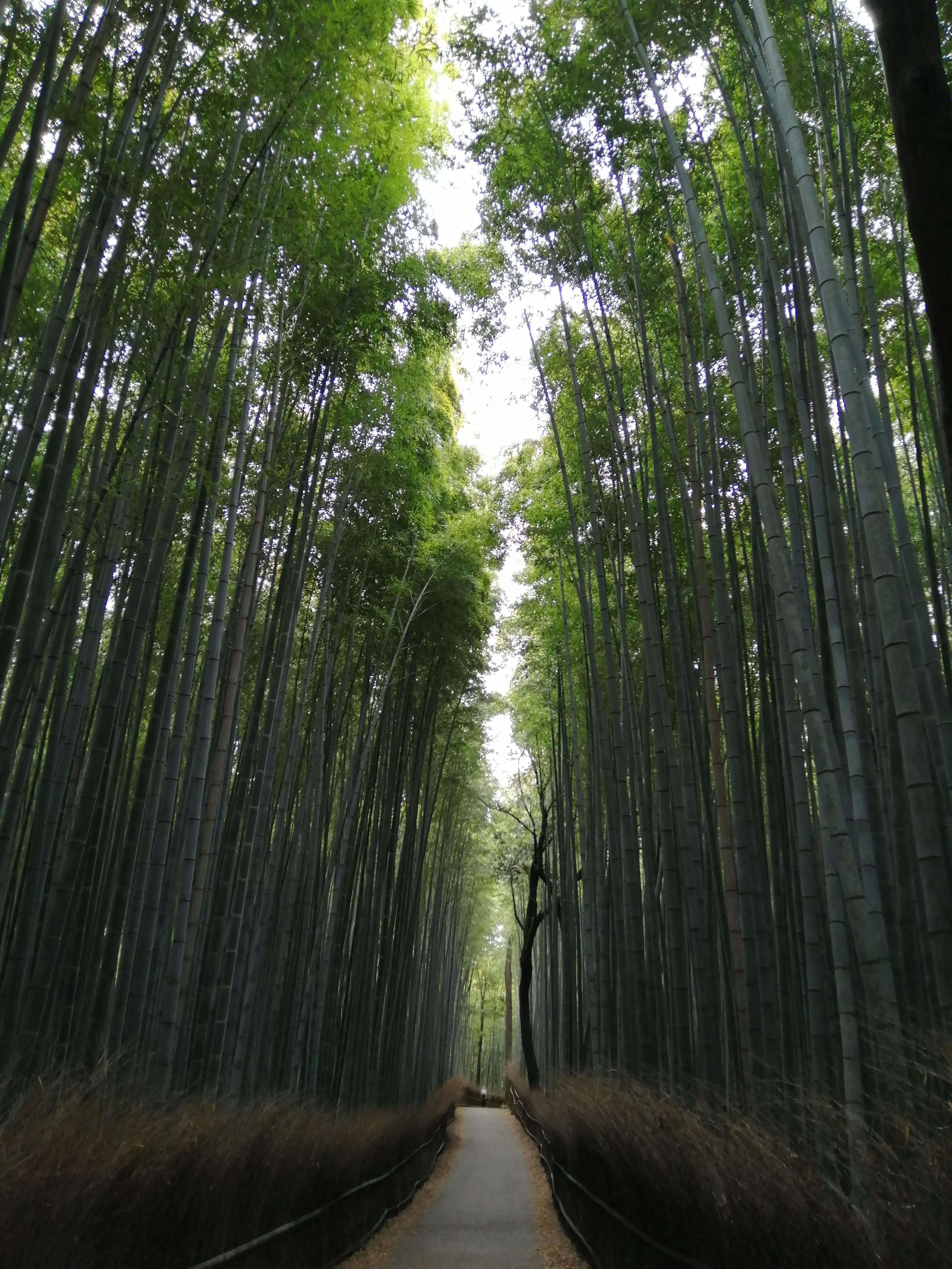 嵐山竹林旅遊照看似清幽，但許多人實際造訪發現遊客多到像菜市場。（示意圖，pexels）