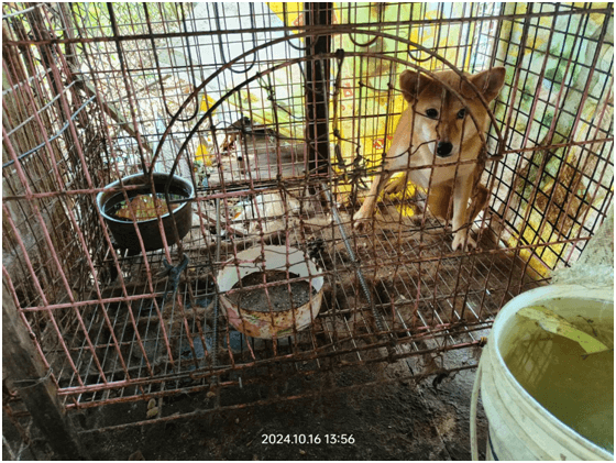 飼養場所環境不佳，未提供犬隻足夠的活動空間、清潔的食物及飲水。（新竹縣動保所提供）