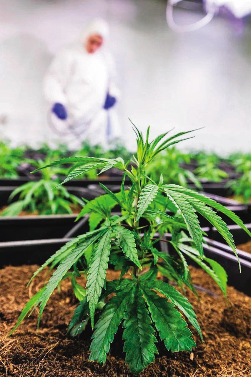 ↑大麻植物（圖）與萃取物THC均是二級毒品，運輸者最重判無期徒刑。（示意圖，pixabay）