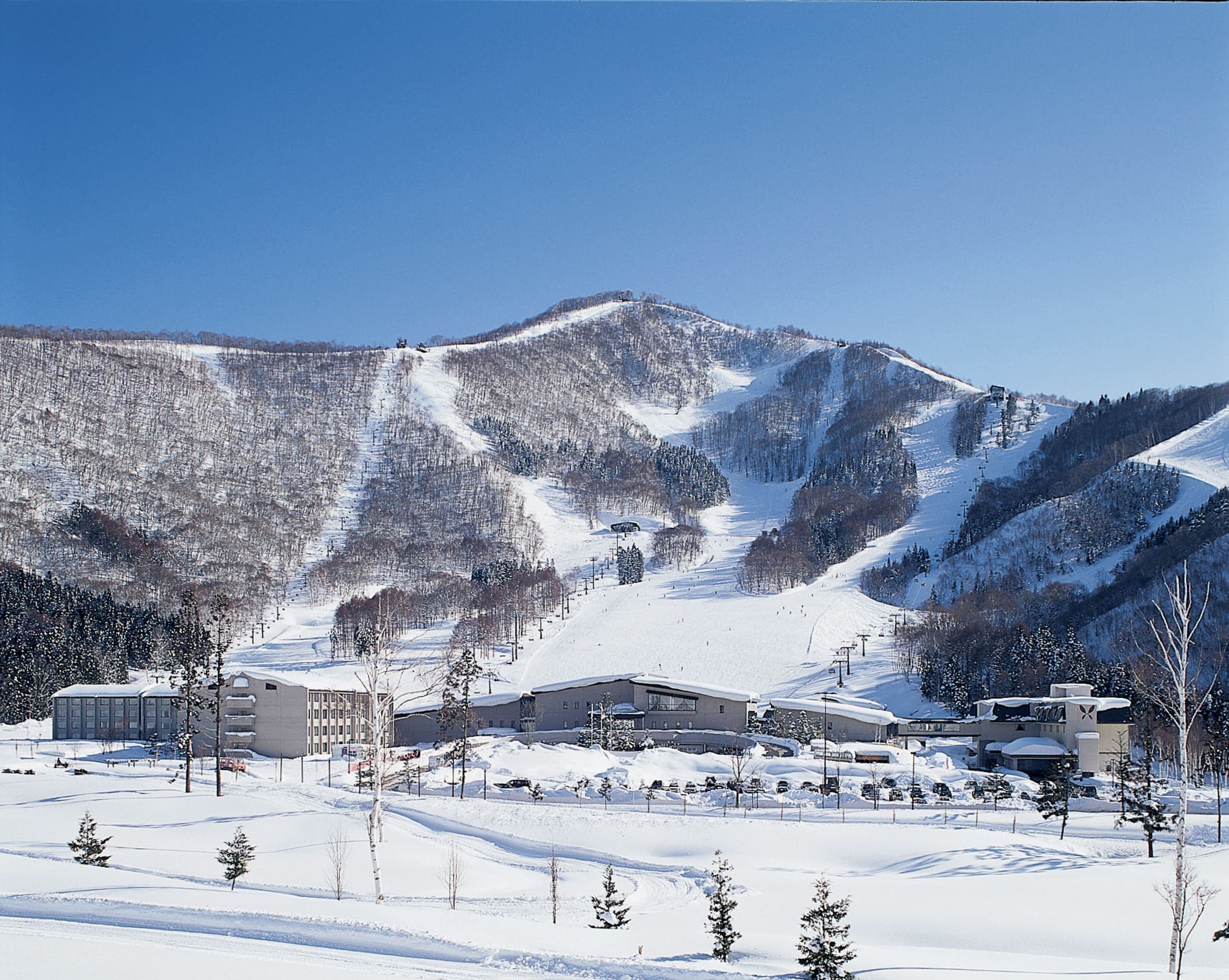 雄獅2025冬季滑雪參團人數年增3成，主推「TANGRAM斑尾滑雪5日」，每人50,900元起。（雄獅旅遊提供）